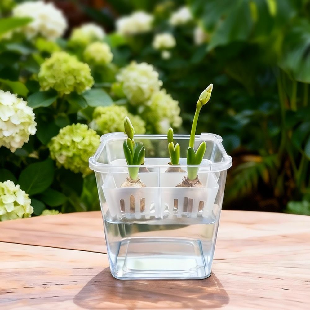 กระถางไฮโดรโปนิกส์สำหรับปลูกทิ - Vase Decor บทวิจารณ์และราคา